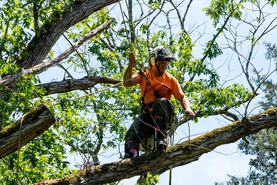 A tree care professional pruning a tree with climbing equipment